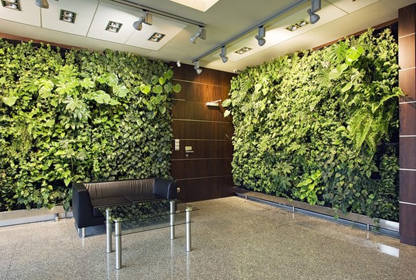Зеленая стена из живых растений