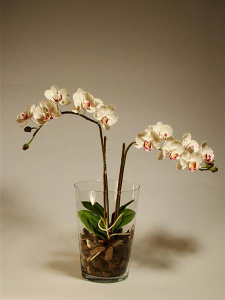 орхидея Фаленопсис (ручная работа)