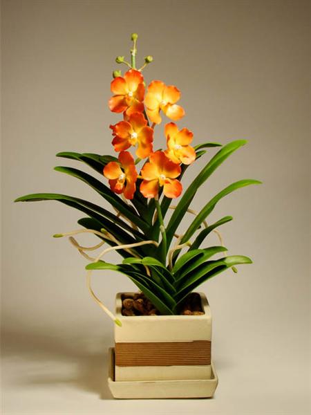 орхидея Ванда (Vanda)
