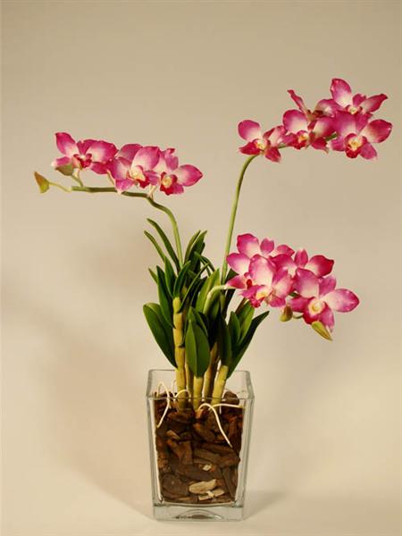 орхидея дендробиум
