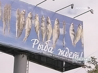 Тернистый путь российской рыбы