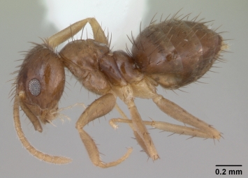 Техас атакуют 'бешеные муравьи'