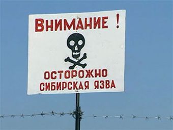 Алтайский край: животные могли пастись на могильниках сибирской язвы