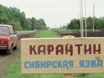 Алтайский карантин: сибирскую язву спровоцировали жара и халатность