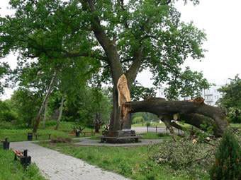 Под Калининградом штормовой ветер повалил 141-летний дуб