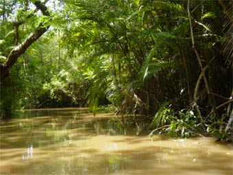 В джунглях Амазонки обнаружено ранее не известное племя