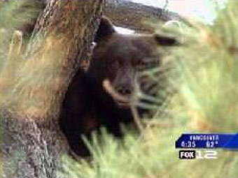 Раненый медведь напал на орегонского охотника