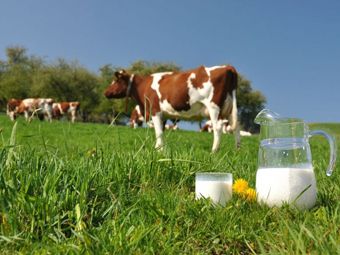 Немецкие ученые разработали новую технологию пастеризации молока