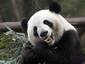 Землетрясение в Китае разрушило 80 процентов ареала обитания диких панд
