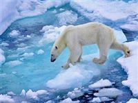Новосибирские ученые пытаются воссоздать древний образ Арктики с помощью геотектонических реконструкций