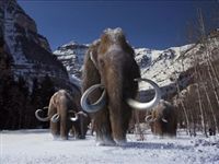 Последний из мамонтов: томские ученые выяснили, как вымерли древние звери на евразийском континенте
