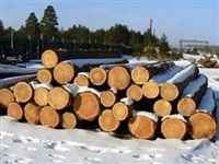 Банк образцов древесины поможет бороться с вырубками