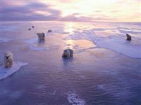 Ученые: площадь ледового покрова в Арктике сократилась до рекордного минимума