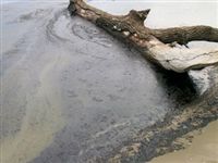 Томские ученые разработали экологичный метод очистки озер от нефти