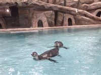 В зоопарке Новосибирска впервые поселились пингвины