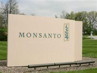 ГМО безвредно? Monsanto лоббирует свои интересы в ЕС