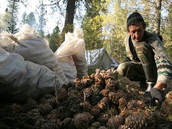 Госдуме предложили ограничить сроки сбора россиянами кедровых орехов