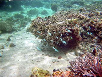 Ученые: кораллы хранят в себе следы Второй мировой и опиумных войн