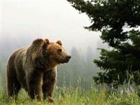 В Красноярском крае насчитали слишком много медведей