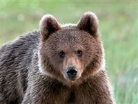 В Финляндии медведь сорвал военные учения с участием трех тысяч солдат