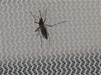 Комару подточат нос: салоны самолетов начнут обрабатывать от опасных насекомых