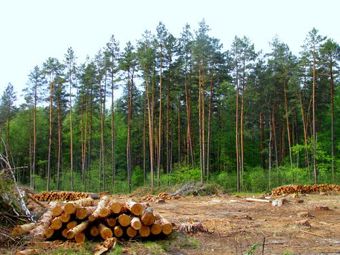 На защиту леса встанет закон