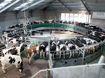 Снять сливки: о чем умалчивают производители молока