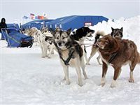 Россия предложит туристам отдых на льдине за 15 тысяч евро