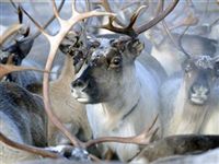 Более тысячи оленей погибли на Ямале из-за сибирской язвы
