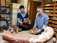 Томские ученые открыли новый вид древних ящеров, обитавших в Западной Сибири