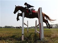 Новосибирской конноспортивной школе подарят лошадей
