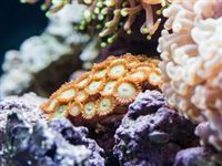 Австралия требует от китайцев 120$ млн за кораллы