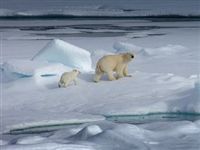 Сибирские ученые хотят разместить станцию нефтеразведки на дрейфующей льдине в Арктике