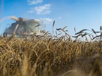 России предрекли статус мирового лидера по экспорту пшеницы