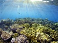 Китайцы согласились выплатить Австралии $40 миллионов за кораллы