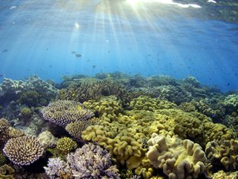 Китайцы согласились выплатить Австралии $40 миллионов за кораллы