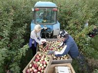 Белоруссия поставила в РФ в 2015 году в 5 раз больше яблок, чем вырастила