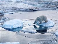 Предсказания о таянии арктических льдов оказались преждевременными 