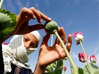 Боевые успехи талибов привели к взрывному росту наркопроизводства в Афганистане