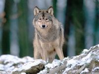 Волков боятся: в Иркутской области ищут законные способы справиться с хищником
