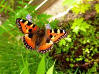 Ученые выяснили, почему в последние годы исчезли бабочки