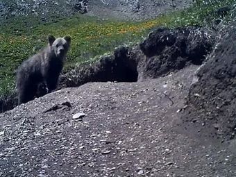 На Алтае обнаружили вымирающий вид медведей 