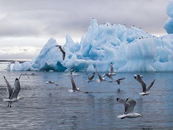 Ученый: климат в Арктике меняется втрое быстрее, чем в среднем по планете