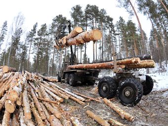 С "черными лесорубами" Сибири будут бороться с помощью ДНК деревьев 