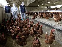 ЕС запретил ввоз птицы из Украины из-за птичьего гриппа