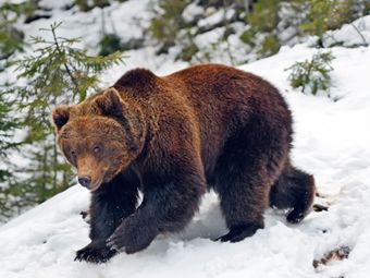 Ученые нашли сходство сибирских медведей с древними сородичами из Японии и с Аляски