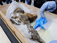 В Сибирской Арктике вандалы разрушили семь кладбищ мамонтов