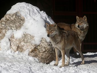 В лес не ходить: популяция волков в России достигла угрожающих размеров
