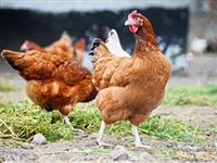 Курочка-бяка: в российской курятине нашли разрешенные антибиотики