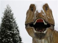 TDG: динозавры погибли от холода и темноты